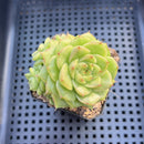 Echeveria 'Maitreya' 2"-3" Cluster Succulent Plant