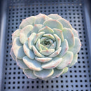 Echeveria 'Ultra Violet' 2" Succulent Plant