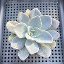 Echeveria 'Bambino' 2"-3" Succulent Plant