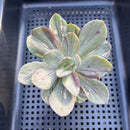 Echeveria 'Hanaikada' Mosaic Variegated 2" (100% Grown In House) Succulent Plant