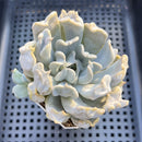 Echeveria 'Thriller Pearl' 2'-3" Succulent Plant