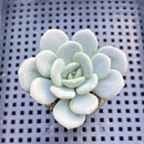 Echeveria 'Ice Cream' 2" Succulent Plant