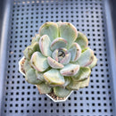 Echeveria 'Purple Stone' 2" Succulent Plant