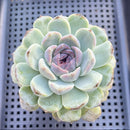 Echeveria 'Blood Maria' x sp. 3"-4" Flower Village Hybrid Succulent Plant