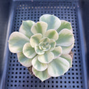 Echeveria 'Compton Carousel' Variegated 3" Succulent Plant