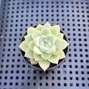 Echeveria 'Humilis' 1"-2" Succulent Plant