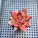 Echeveria Agavoides 'Romeo' 1"-2" Succulent Plant
