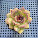 Echeveria 'Homage' 1"-2" Succulent Plant