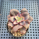 Echeveria 'Painted Frills' 1"-2" (E. shaviana 'Pink Frills' x E. nodulosa) Succulent Plant