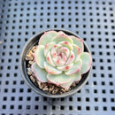 Echeveria 'Red Velvet' 1"-2" Succulent Plant