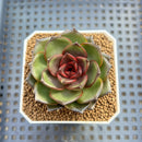 Echeveria 'Esper Rose' 2" New Hybrid Succulent Plant Cutting