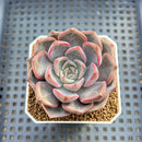Echeveria sp. Hybrid 2" Succulent Plant Cutting