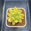 Cremneria Scaphylla 2" (Echeveria agavoides x Cremnophila linguifolia) Succulent Plant Cutting