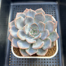 Echeveria 'Lehman' 3" Succulent Plant Cutting