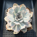 Echeveria Lilacina Variegated 3"-4" Succulent Plant (Potted)