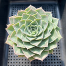 Echeveria Simulans 3"-4" Succulent Plant (Potted)