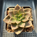 Echeveria 'Peter Pan' (Xichuensis Hybrid) 3"-4" Succulent Plant (Potted)