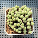Conophytum Flavum 2" Succulent Plant (Potted)