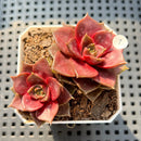 Echeveria 'Mysterious Rose' 2"-3" Cluster Succulent Plant (Potted)