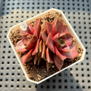 Echeveria 'Mysterious Rose' 2"-3" Cluster Succulent Plant (Potted)