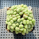 Conophytum Piluliforme 2" Succulent Plant (Potted)