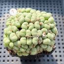 Conophytum Piluliforme 2" Succulent Plant (Potted)