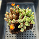 Conophytum 'Bilobum' Cluster 4" Succulent Plant (Potted)