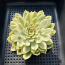 Echeveria 'Gilva Rose' Variegated 3"-4" Succulent Plant (Potted)