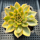 Echeveria Agavoides 'Ramses' Variegated 3"-4" Succulent Plant (Potted)