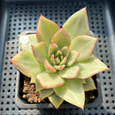 Echeveria Agavoides 'Ruby Maria' Variegated 3" Succulent Plant (Potted)