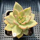 Echeveria Agavoides 'Ruby Maria' Variegated 3" Succulent Plant (Potted)