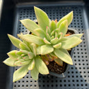 Echeveria Agavoides 'Agnes' Variegated 3"-4" Succulent Plant (Potted)