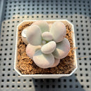 Graptopetalum 'Kupumiin' 2" Succulent Plant (Potted)