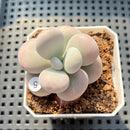 Graptopetalum 'Kupumiin' 2" Succulent Plant (Potted)