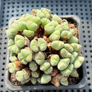 Conophytum Chowbanier 3"-4" Cluster Succulent Plant (Potted)