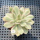 Echeveria 'White Princess' Variegated 1"-2" Succulent Plant (Potted)