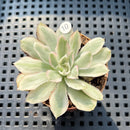 Echeveria 'White Princess' Variegated 1"-2" Succulent Plant (Potted)