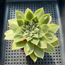Echeveria Longissima Carunculated 2" Succulent Plant (Potted)