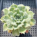 Echeveria 'Hearts Choice' 3" Succulent Plant (Potted)