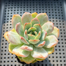 Echeveria 'Star Mark' 2"-3" Succulent Plant (Potted)