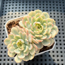 Echeveria 'Minima' Variegated 2"-3" Succulent Plant (Potted)