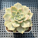Echeveria 'Monaco' Variegated 2" Succulent Plant