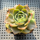 Echeveria sp. 2" Succulent Plant (Potted)