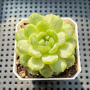 Echeveria 'Emerald Jelly' 2" Jelly Type Succulent Plant (Potted)