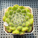 Echeveria 'Abiyu' 2"-3" Setosa Hybrid Succulent Plant (Potted)