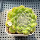 Echeveria 'Abiyu' 2"-3" Setosa Hybrid Succulent Plant (Potted)