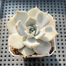 Echeveria sp. 2" Succulent Plant (Potted)
