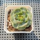 Echeveria 'Pumpkin' Jelly Type B 2"-3" Succulent Plant (Potted)