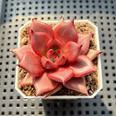 Echeveria Agavoides 'Romeo' 2" Succulent Plant (Potted)