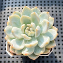 Echeveria 'Orange Monroe' Variegated 2" Succulent Plant (Potted)